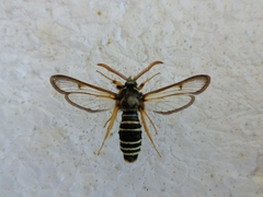 Eusphecia melanocephala
