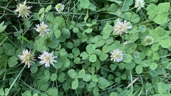 Trifolium repens