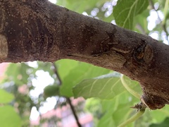 Pyrops candelaria