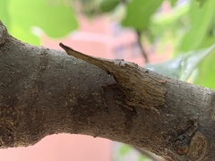 Pyrops candelaria