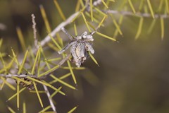 Acacia nyssophylla