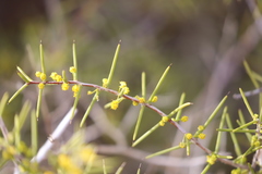 Acacia nyssophylla