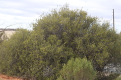 Acacia nyssophylla