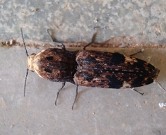 Cryptalaus alveolatus