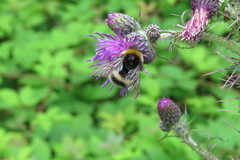 Bombus cryptarum
