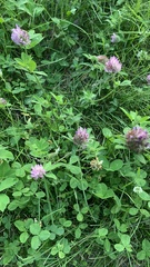 Trifolium pratense