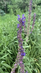 Salvia nemorosa pseudosylvestris