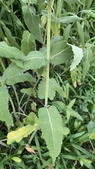 Salvia nemorosa pseudosylvestris