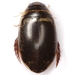 Thermonectus basillaris - Photo (c) Mike Quinn, Austin, TX, some rights reserved (CC BY-NC), uploaded by Mike Quinn, Austin, TX