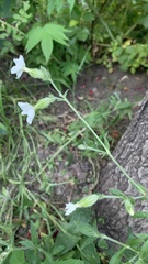 Silene latifolia
