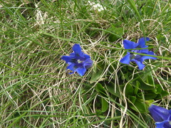 Gentiana acaulis