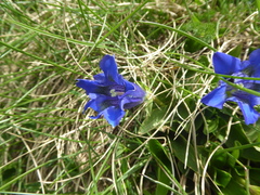 Gentiana acaulis