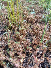 Lythrum borysthenicum