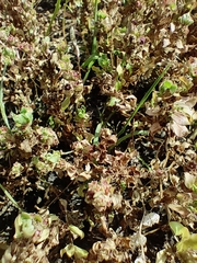 Lythrum borysthenicum