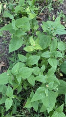 Galinsoga parviflora