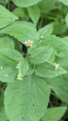 Galinsoga parviflora