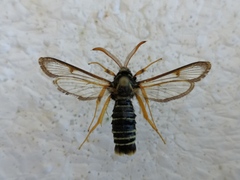 Eusphecia melanocephala