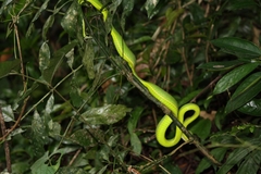 Trimeresurus vogeli