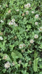 Trifolium repens