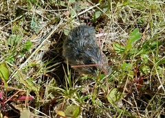 Thomomys