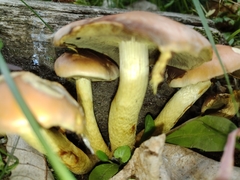 Hypholoma fasciculare