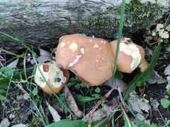 Hypholoma fasciculare