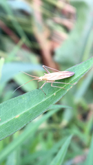 Miridius quadrivirgatus