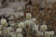 Ptilotus nobilis