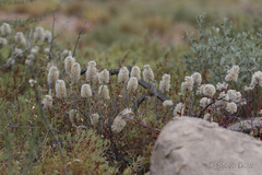 Ptilotus nobilis