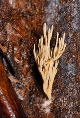 Phaeoclavulina flaccida
