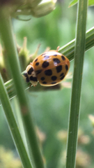 Harmonia axyridis