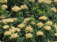 Meliosma rhoifolia
