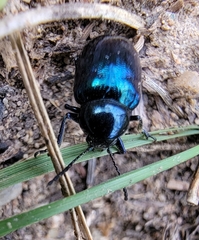 Chrysochus