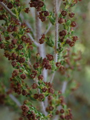Erica leucopelta