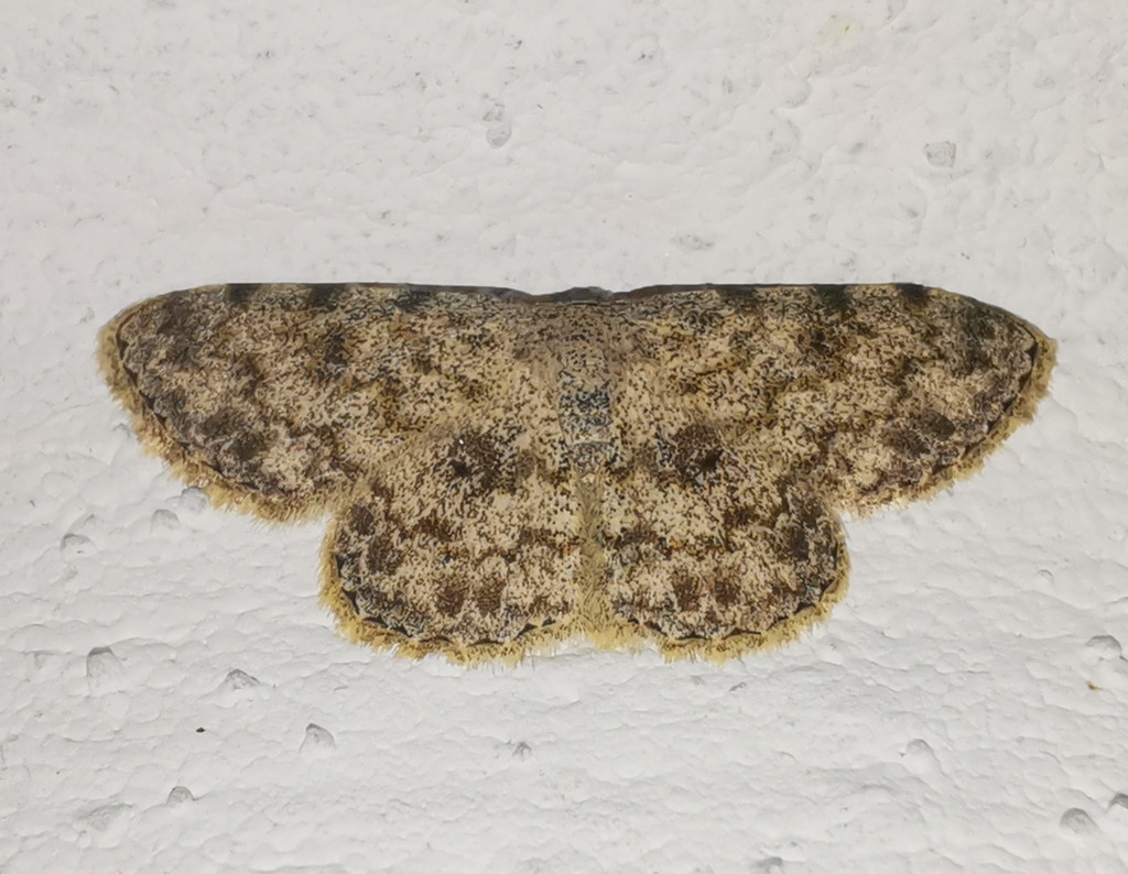 Scopula fibulata