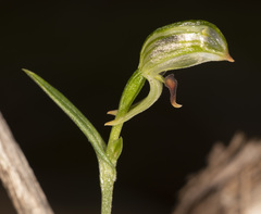 Pterostylis williamsonii