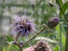 Cirsium arvense