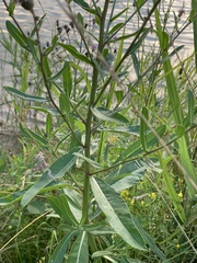 Cirsium arvense
