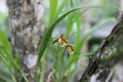 Prosthechea livida