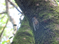 Tanna sozanensis