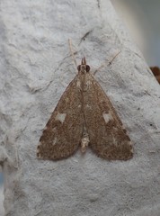 Udea olivalis