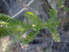 Hippia frutescens