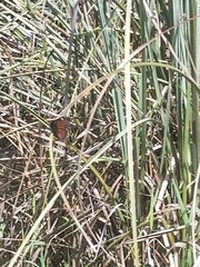 Limenitis archippus floridensis