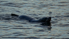 Arctocephalus pusillus