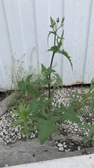 Sonchus oleraceus