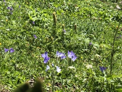 Campanula tridentata
