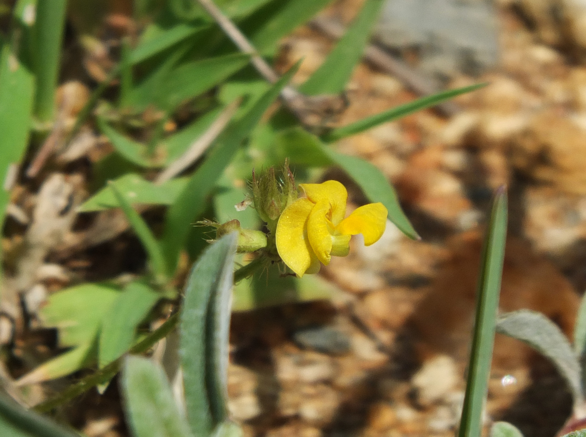 Vigna aconitifolia