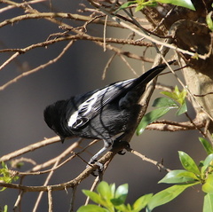Melaniparus niger niger
