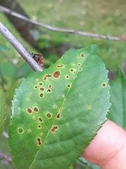 Wilsonomyces carpophilus