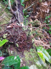 Tmesipteris truncata